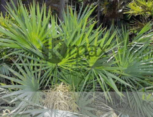 A Serenoa Repens e as suas propriedades anti-calvície